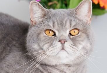 Bebedouro para Gatos 3L com Fonte Inox: A Revolução em Hidratação que Seu Felino Merecia