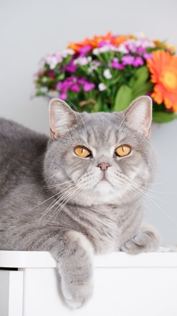 Bebedouro para Gatos 3L com Fonte Inox: A Revolução em Hidratação que Seu Felino Merecia